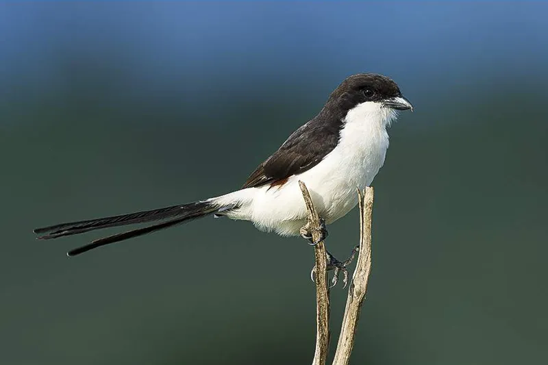 Arabuko Sokoke Forest