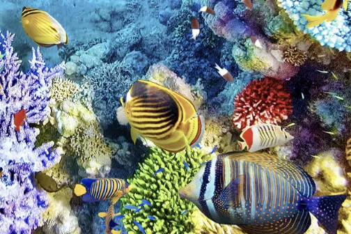 MV-Marine Park Snorkelling copia Explore the Watamu Marine Park: coral reefs, tropical fish and crystal-clear waters.